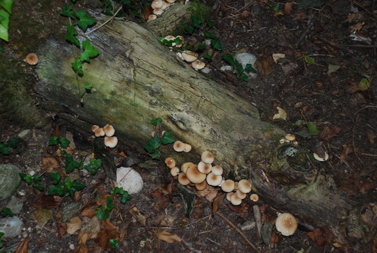 Altro fungo da determinare!!!